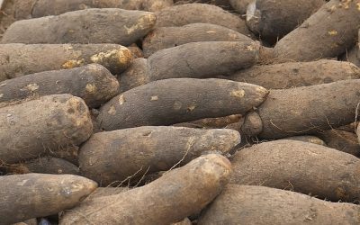 Health facts of yam flour